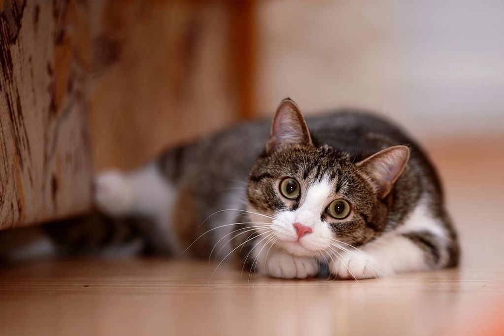 A tabby cat with white paws lying on the floor, looking curiously ahead.