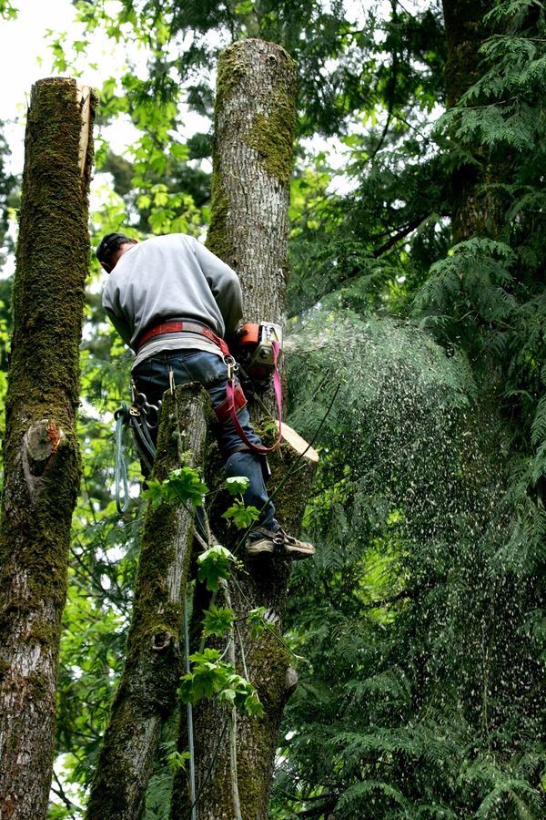  Professional delivering tree services in a property in Lawrenceville, GA.