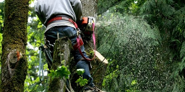 Tree pruning 