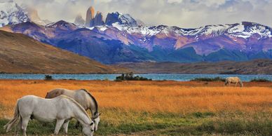 Horses eating grass with river and mountains in the background in Ecuador, exciting adventure