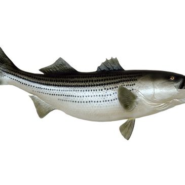 A striped bass fish with distinctive horizontal stripes and a sleek body.