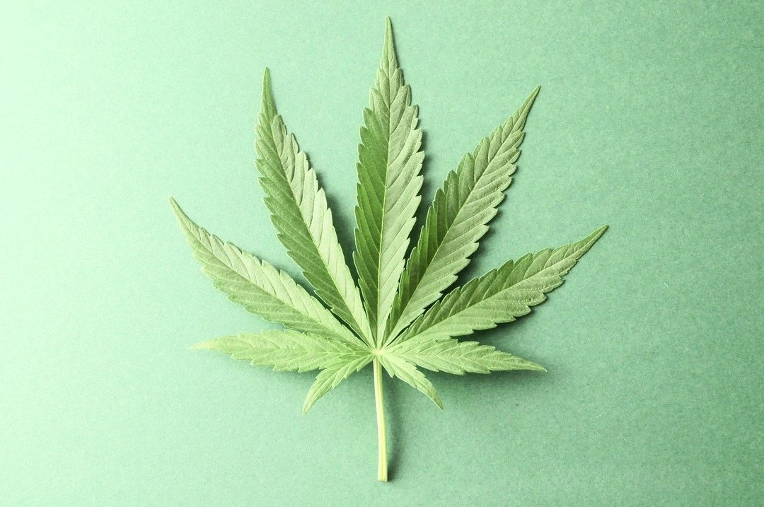 Image result for pacific Cannabis Grower inc