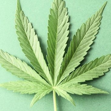 Medical Marijuana