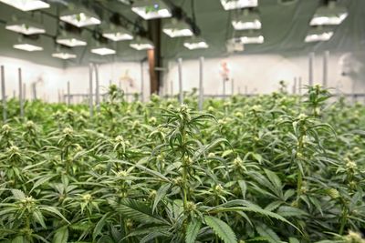 marijuana supplier, marijuana crop insurance, cannabis crop insurance, indoor marijuana grower