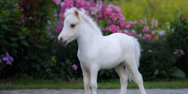 mini horse