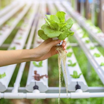 hydroponic system growing plants