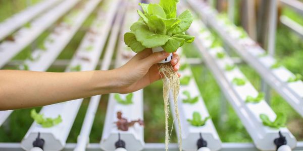 cannabis, grow rooms, drying rooms, tissue culture lab