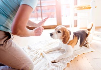 Dog training,this is a small dog down on all four legs, looking at man holding hand out with palm facing dog, indicating a stay command.