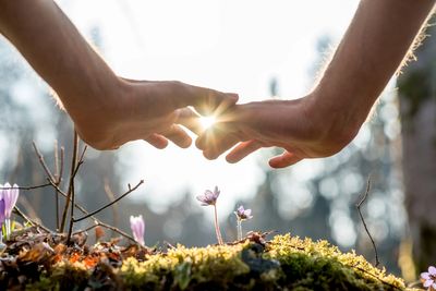Universal life force energy represented by sunlight shining through hands hovering over wildflowers 