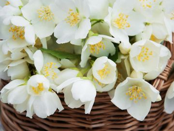 Jasmine Flowers