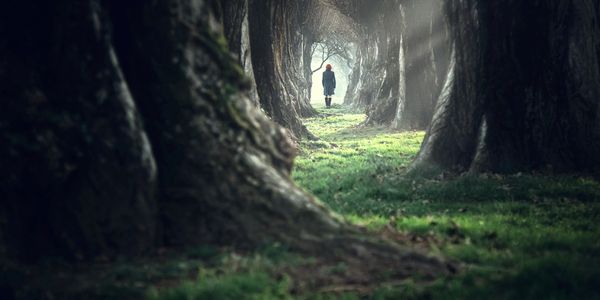 someone walking through a grove of trees toward a light at the end