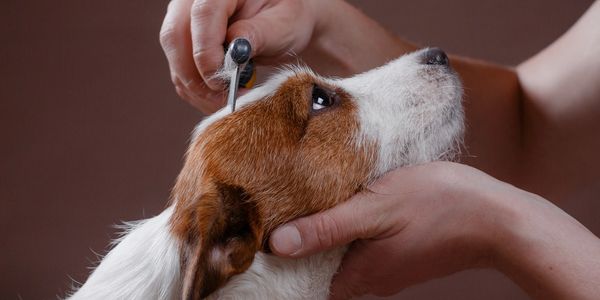 Close up shot of a dog grooming