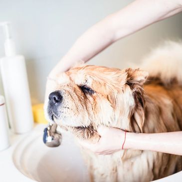 Dog and cat grooming Peterborough Cambridgeshire. Spa bath treatments 