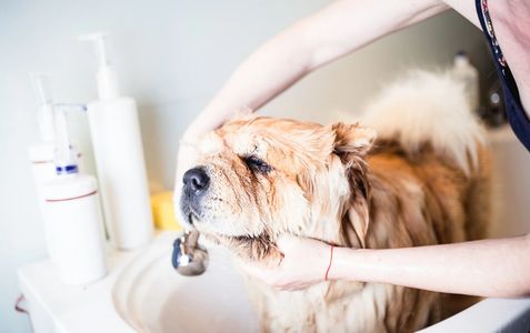 dog bath pet nail trim pet haircut