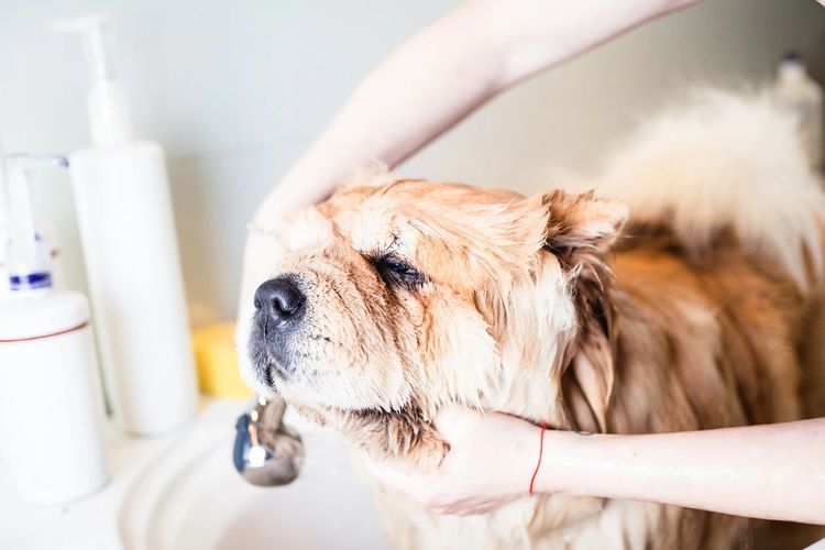 Dog Grooming Little Bear Mobile Dog Grooming Seattle, Washington