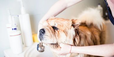 dog being groomed