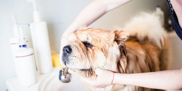 Bath Appointments Available For Dogs And Cats.