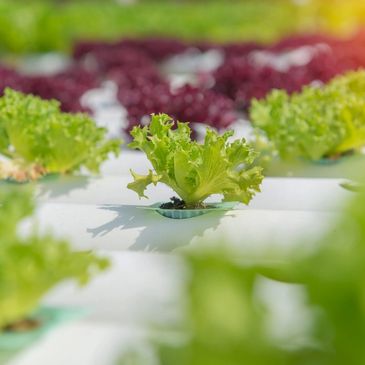 Close-up of fresh green lettuce growing hydroponically.