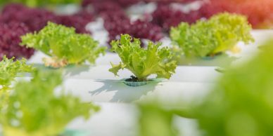 Fresh lettuce growing in a hydroponic system.