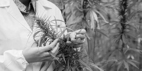 Medical Grade Cannabis Flower