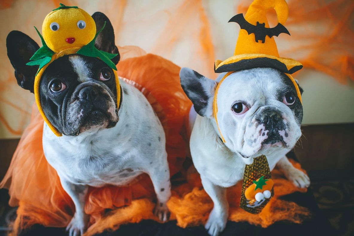 perros disfrazados hallowen. Porfi Mascotas