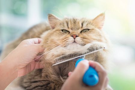 A long haired cat being brushed.