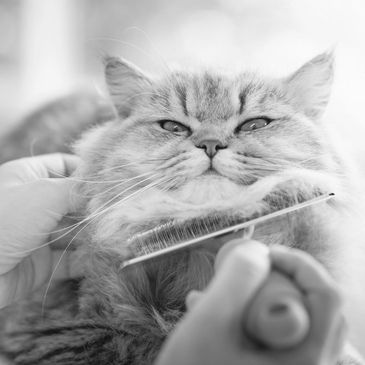 Cat grooming for long haired cats. Lion trims and cat baths