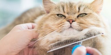 Tabby cat being brushed