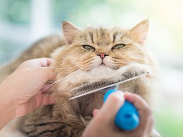 Long hair cat being brushed