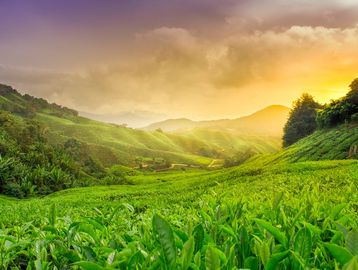 Sunset over lush green hills and tea plantations.
