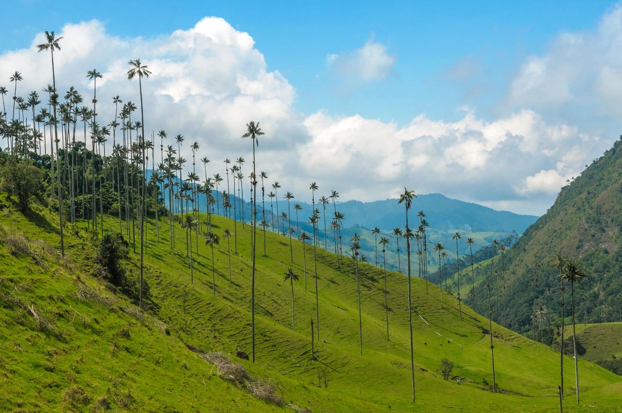 A green valley of narrow and perfectly straight trees on a clear day.