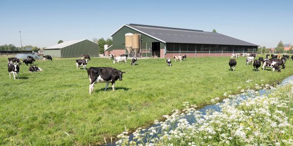 Cows grazing near farm buildings in a green field under clear blue sky.