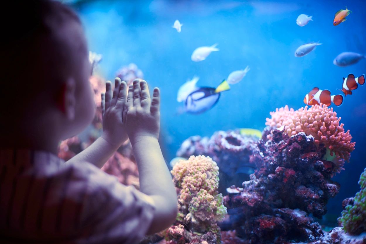 a child holding on to the glass as if trying to touch the sea life inside of the glass aquarium