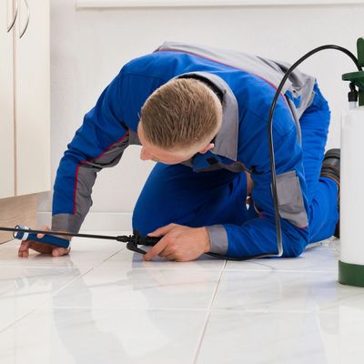Pest control inspection and service
