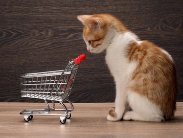 A curious orange and white cat looks at a small shopping cart on a wooden surface.