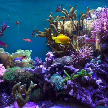 Colorful coral reef with diverse tropical fish swimming.