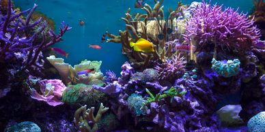 Yellow tang inside beautiful reef tank full of corals