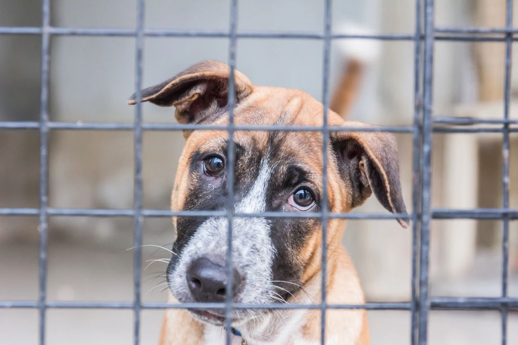 A sad dog behind a wire fence looking through the bars.