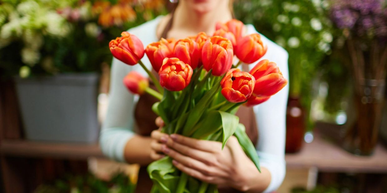 Person holding orange tulips.