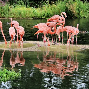 Flamingos enjoy the Florida lifestyle.