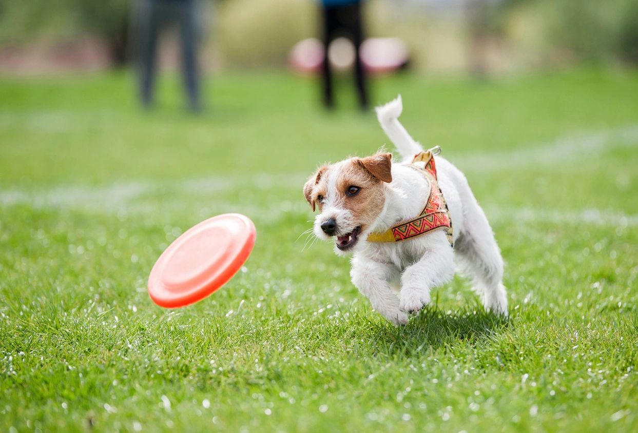 A small dog chasing a red frisbee on green grass.