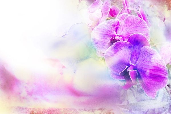 Soft purple orchids with a dreamy, watercolor background.