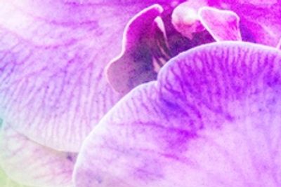 Close-up of soft purple orchid petals with delicate texture.