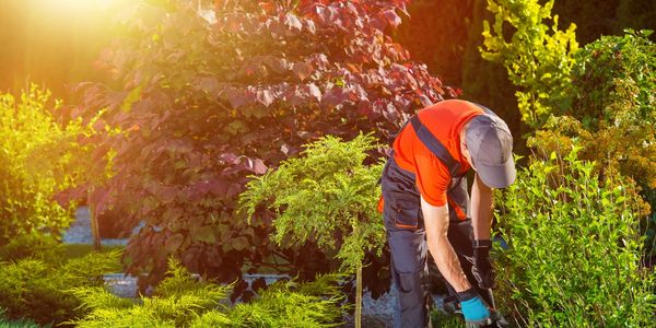 landscape maintenance planting landscaper landscaping 