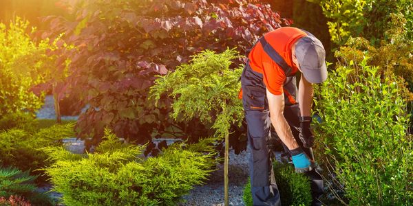 commercial landscape maintenance shrub trimming in Maryland