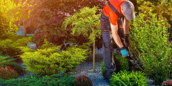 a gardener working on a new project