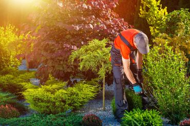 Trimming  bush   lawn care maintenance service Temecula.