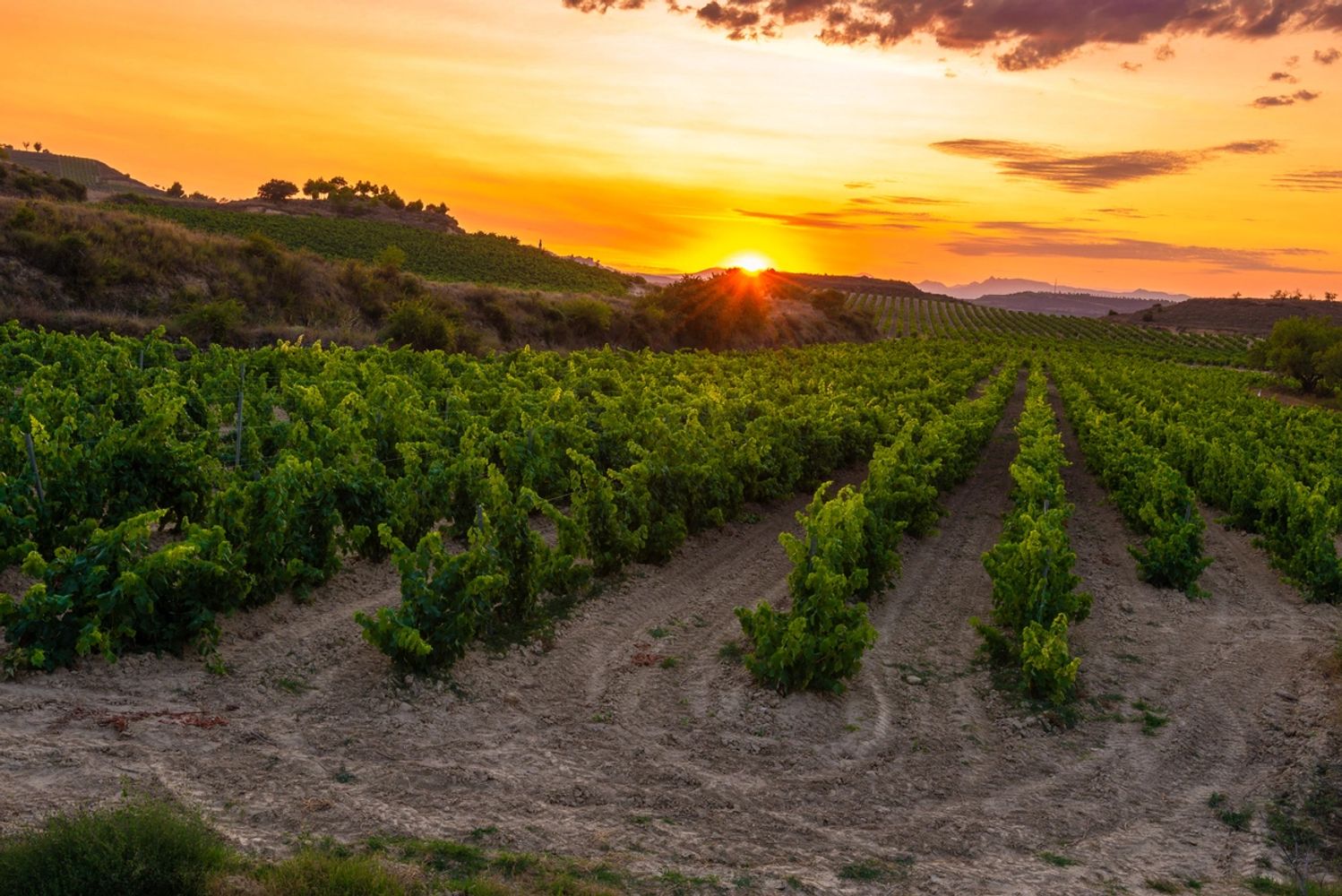 Sunset over a lush vineyard with rows of grapevines.