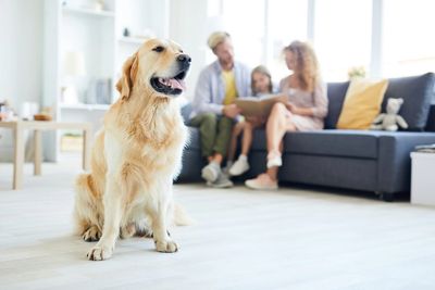 A golden retreiver with a family behind them