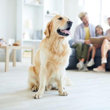 Dogtownmaryland Boarding Dogs Dog Daycare Dog Training
